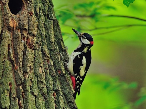 Dzięcioł duży (ang. Great spotted Woodpecker, łac. Dendrocopos major) - 4809- Fotografia Przyrodnicza - WlodekSmardz.pl
