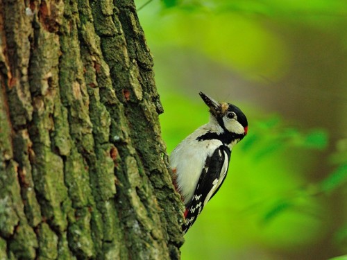 Dzięcioł duży (ang. Great spotted Woodpecker, łac. Dendrocopos major) - 4805- Fotografia Przyrodnicza - WlodekSmardz.pl