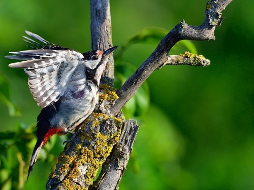 Dzięcioł duży (ang. Great spotted Woodpecker, łac. Dendrocopos major) - 5284- Fotografia Przyrodnicza - WlodekSmardz.pl