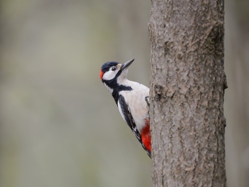 Dzięcioł duży (ang. Great spotted Woodpecker, łac. Dendrocopos major) - 0690- Fotografia Przyrodnicza - WlodekSmardz.pl