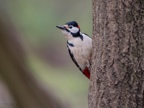 Dzięcioł duży (ang. Great spotted Woodpecker, łac. Dendrocopos major) - 0709- Fotografia Przyrodnicza - WlodekSmardz.pl