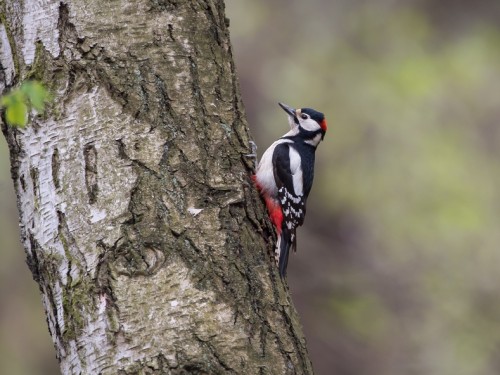 Dzięcioł duży (ang. Great spotted Woodpecker, łac. Dendrocopos major) - 0715- Fotografia Przyrodnicza - WlodekSmardz.pl