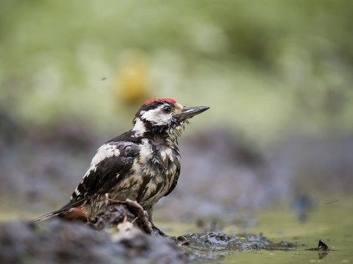 Dzięcioł duży (ang. Great spotted Woodpecker, łac. Dendrocopos major) - 3904- Fotografia Przyrodnicza - WlodekSmardz.pl