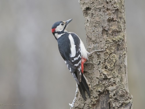 Dzięcioł duży (ang. Great spotted Woodpecker, łac. Dendrocopos major) - 1465- Fotografia Przyrodnicza - WlodekSmardz.pl