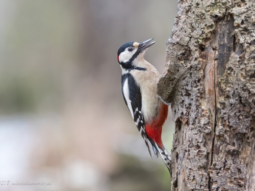 Dzięcioł duży (ang. Great spotted Woodpecker, łac. Dendrocopos major) - 1966 - Fotografia Przyrodnicza - WlodekSmardz.pl