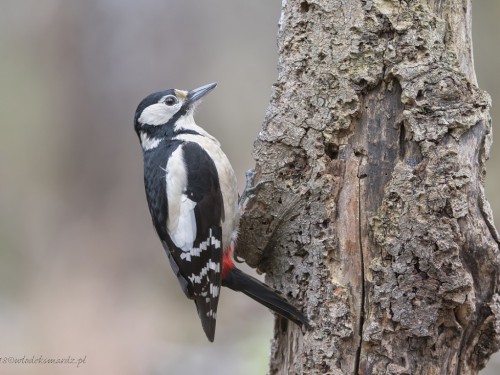 Dzięcioł duży (ang. Great spotted Woodpecker, łac. Dendrocopos major) - 2028 - Fotografia Przyrodnicza - WlodekSmardz.pl