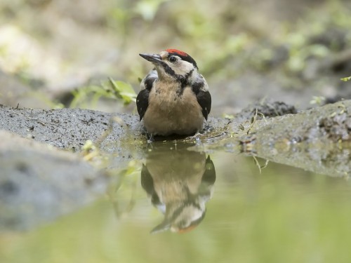 Dzięcioł duży (ang. Great spotted Woodpecker, łac. Dendrocopos major) - 5055 - Fotografia Przyrodnicza - WlodekSmardz.pl
