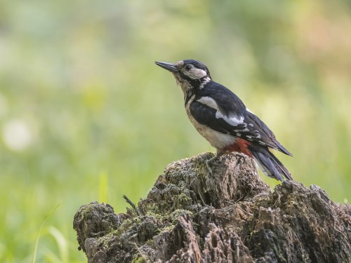 Dzięcioł duży (ang. Great spotted Woodpecker, łac. Dendrocopos major) - 4071 - Fotografia Przyrodnicza - WlodekSmardz.pl
