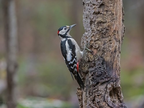 Dzięcioł duży (ang. Great spotted Woodpecker, łac. Dendrocopos major) - 9664 - Fotografia Przyrodnicza - WlodekSmardz.pl
