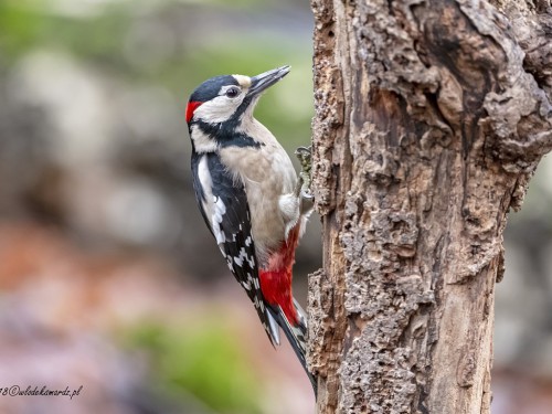 Dzięcioł duży (ang. Great spotted Woodpecker, łac. Dendrocopos major) - 0600 - Fotografia Przyrodnicza - WlodekSmardz.pl