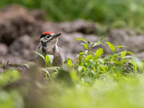 Dzięcioł duży (ang. Great spotted Woodpecker, łac. Dendrocopos major) - 5297 - Fotografia Przyrodnicza - WlodekSmardz.pl