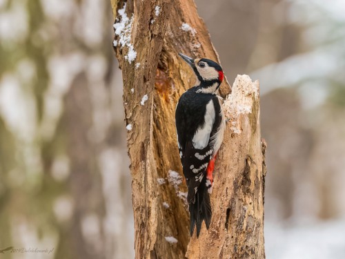 Dzięcioł duży (ang. Great spotted Woodpecker, łac. Dendrocopos major) - 1042 - Fotografia Przyrodnicza - WlodekSmardz.pl