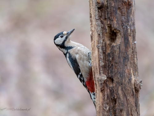 Dzięcioł duży (ang. Great spotted Woodpecker, łac. Dendrocopos major) - 2836 - Fotografia Przyrodnicza - WlodekSmardz.pl