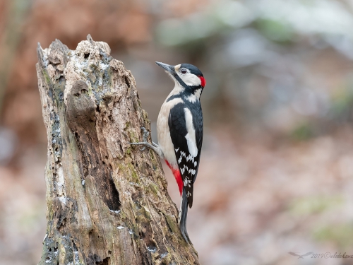 Dzięcioł duży (ang. Great spotted Woodpecker, łac. Dendrocopos major) - 2696 - Fotografia Przyrodnicza - WlodekSmardz.pl
