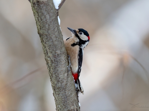 Dzięcioł duży (ang. Great spotted Woodpecker, łac. Dendrocopos major) - 7323- Fotografia Przyrodnicza - WlodekSmardz.pl
