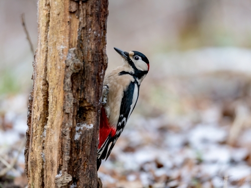 Dzięcioł duży (ang. Great spotted Woodpecker, łac. Dendrocopos major) - 7196 - Fotografia Przyrodnicza - WlodekSmardz.pl