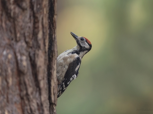 Dzięcioł duży (ang. Great spotted Woodpecker, łac. Dendrocopos major) - 1669 - Fotografia Przyrodnicza - WlodekSmardz.pl