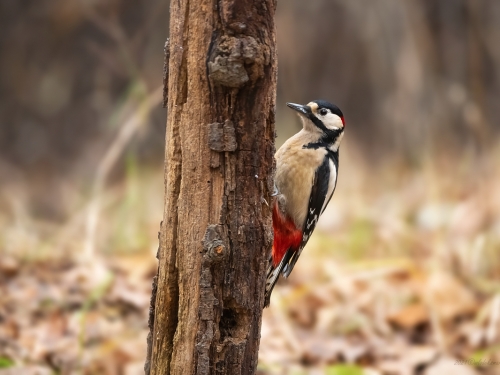 Dzięcioł duży (ang. Great spotted Woodpecker, łac. Dendrocopos major) - 7008 - Fotografia Przyrodnicza - WlodekSmardz.pl
