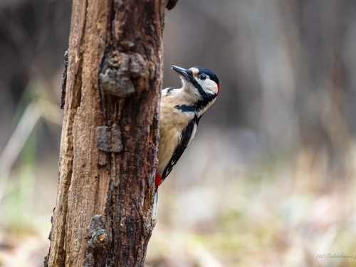 Dzięcioł duży (ang. Great spotted Woodpecker, łac. Dendrocopos major) - 7704 - Fotografia Przyrodnicza - WlodekSmardz.pl