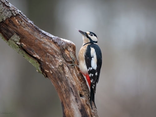 Dzięcioł duży (ang. Great spotted Woodpecker, łac. Dendrocopos major) - 8437 - Fotografia Przyrodnicza - WlodekSmardz.pl