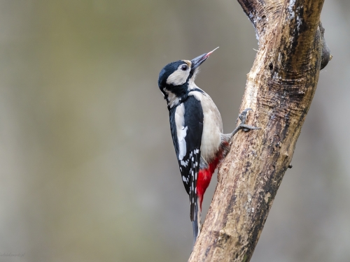 Dzięcioł duży (ang. Great spotted Woodpecker, łac. Dendrocopos major) - 3265 - Fotografia Przyrodnicza - WlodekSmardz.pl