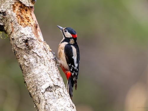 Dzięcioł duży (ang. Great spotted Woodpecker, łac. Dendrocopos major) - 2291 - Fotografia Przyrodnicza - WlodekSmardz.pl