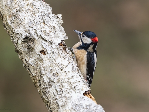 Dzięcioł duży (ang. Great spotted Woodpecker, łac. Dendrocopos major) - 3118 - Fotografia Przyrodnicza - WlodekSmardz.pl