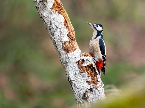Dzięcioł duży (ang. Great spotted Woodpecker, łac. Dendrocopos major) - 5319 - Fotografia Przyrodnicza - WlodekSmardz.pl