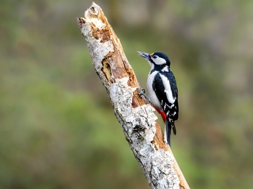 Dzięcioł duży (ang. Great spotted Woodpecker, łac. Dendrocopos major) - 5661 - Fotografia Przyrodnicza - WlodekSmardz.pl