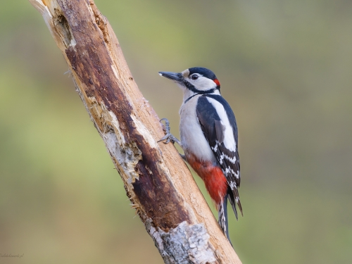 Dzięcioł duży (ang. Great spotted Woodpecker, łac. Dendrocopos major) - 2328 - Fotografia Przyrodnicza - WlodekSmardz.pl