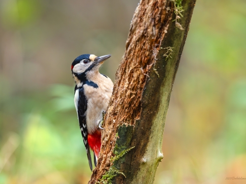 Dzięcioł duży (ang. Great spotted Woodpecker, łac. Dendrocopos major) - 8649 - Fotografia Przyrodnicza - WlodekSmardz.pl