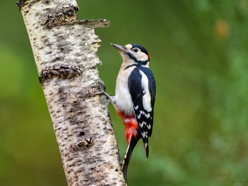 Dzięcioł duży (ang. Great spotted Woodpecker, łac. Dendrocopos major) - 8170 - Fotografia Przyrodnicza - WlodekSmardz.pl