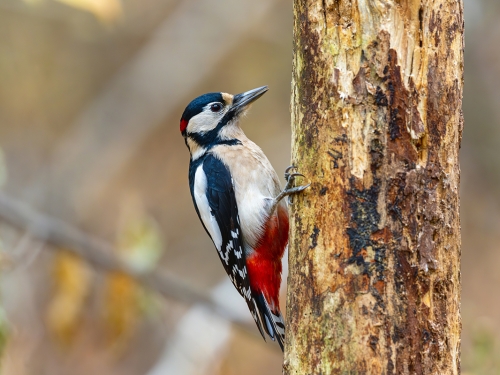 Dzięcioł duży (ang. Great spotted Woodpecker, łac. Dendrocopos major) - 3077 - Fotografia Przyrodnicza - WlodekSmardz.pl