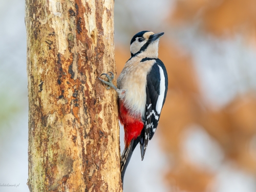 Dzięcioł duży (ang. Great spotted Woodpecker, łac. Dendrocopos major) - 6165 - Fotografia Przyrodnicza - WlodekSmardz.pl