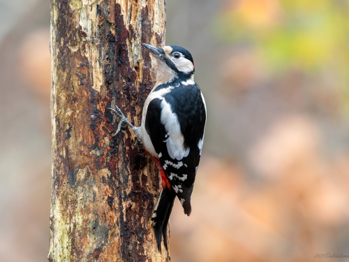 Dzięcioł duży (ang. Great spotted Woodpecker, łac. Dendrocopos major) - 6857 - Fotografia Przyrodnicza - WlodekSmardz.pl
