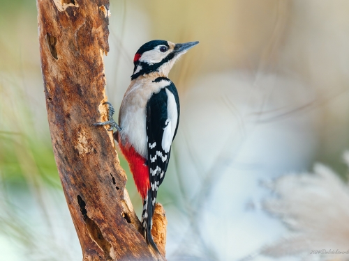 Dzięcioł duży (ang. Great spotted Woodpecker, łac. Dendrocopos major) - 1295 - Fotografia Przyrodnicza - WlodekSmardz.pl