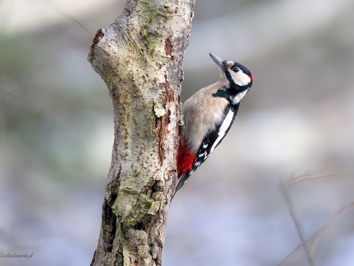 Dzięcioł duży- Fotografia Przyrodnicza - WlodekSmardz.pl