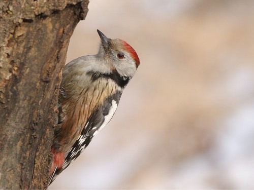 Dzięcioł średni (ang. Middle Spotted Woodpecker, łac. Dendrocopos medius) - Fotografia Przyrodnicza - WlodekSmardz.pl