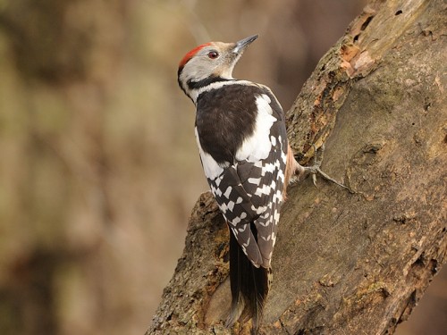 Dzięcioł średni (ang. Middle Spotted Woodpecker, łac. Dendrocopos medius) - Fotografia Przyrodnicza - WlodekSmardz.pl