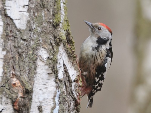Dzięcioł średni (ang. Middle Spotted Woodpecker, łac. Dendrocopos medius) - Fotografia Przyrodnicza - WlodekSmardz.pl