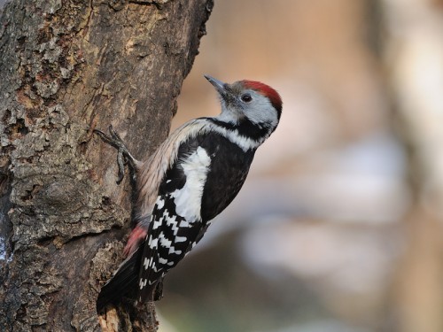 Dzięcioł średni (ang. Middle Spotted Woodpecker, łac. Dendrocopos medius) - Fotografia Przyrodnicza - WlodekSmardz.pl