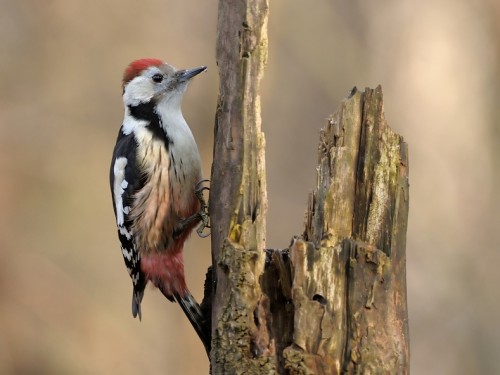 Dzięcioł średni (ang. Middle Spotted Woodpecker, łac. Dendrocopos medius) - 4832- Fotografia Przyrodnicza - WlodekSmardz.pl