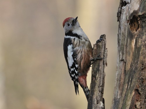 Dzięcioł średni (ang. Middle Spotted Woodpecker, łac. Dendrocopos medius) - Fotografia Przyrodnicza - WlodekSmardz.pl