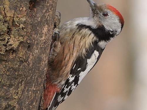 Dzięcioł średni (ang. Middle Spotted Woodpecker, łac. Dendrocopos medius) - Fotografia Przyrodnicza - WlodekSmardz.pl