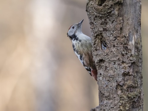 Dzięcioł średni (ang. Middle Spotted Woodpecker, łac. Dendrocopos medius) - 1561 - Fotografia Przyrodnicza - WlodekSmardz.pl