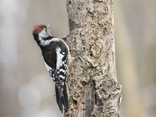 Dzięcioł średni (ang. Middle Spotted Woodpecker, łac. Dendrocopos medius) - 2386 - Fotografia Przyrodnicza - WlodekSmardz.pl