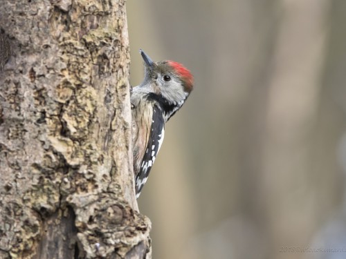 Dzięcioł średni (ang. Middle Spotted Woodpecker, łac. Dendrocopos medius) - 2390 - Fotografia Przyrodnicza - WlodekSmardz.pl