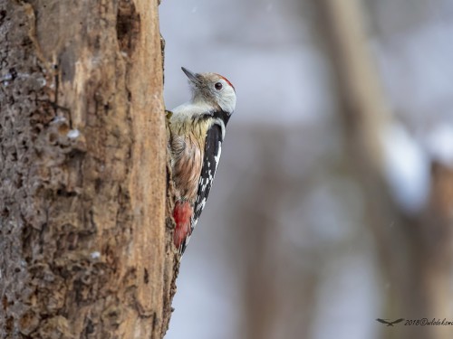 Dzięcioł średni (ang. Middle Spotted Woodpecker, łac. Dendrocopos medius) - 0223 - Fotografia Przyrodnicza - WlodekSmardz.pl