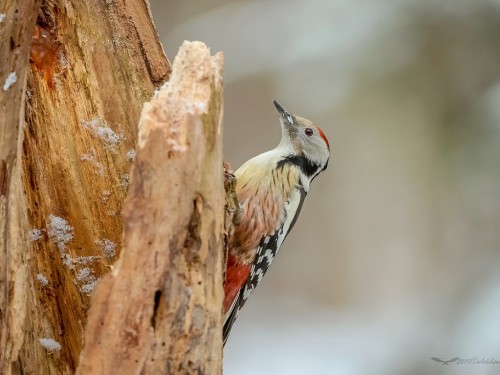 Dzięcioł średni (ang. Middle Spotted Woodpecker, łac. Dendrocopos medius) - 1145 - Fotografia Przyrodnicza - WlodekSmardz.pl