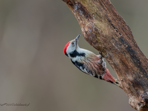 Dzięcioł średni (ang. Middle Spotted Woodpecker, łac. Dendrocopos medius) - 3473 - Fotografia Przyrodnicza - WlodekSmardz.pl